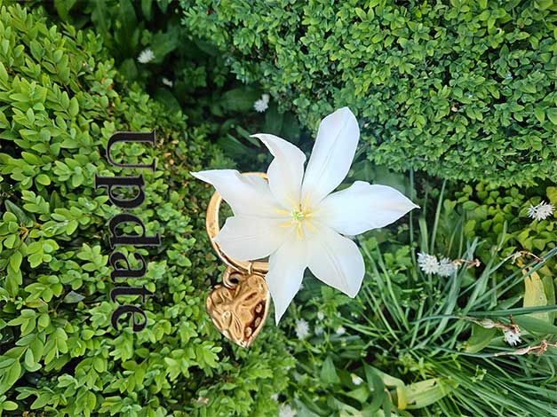 ... starflower!