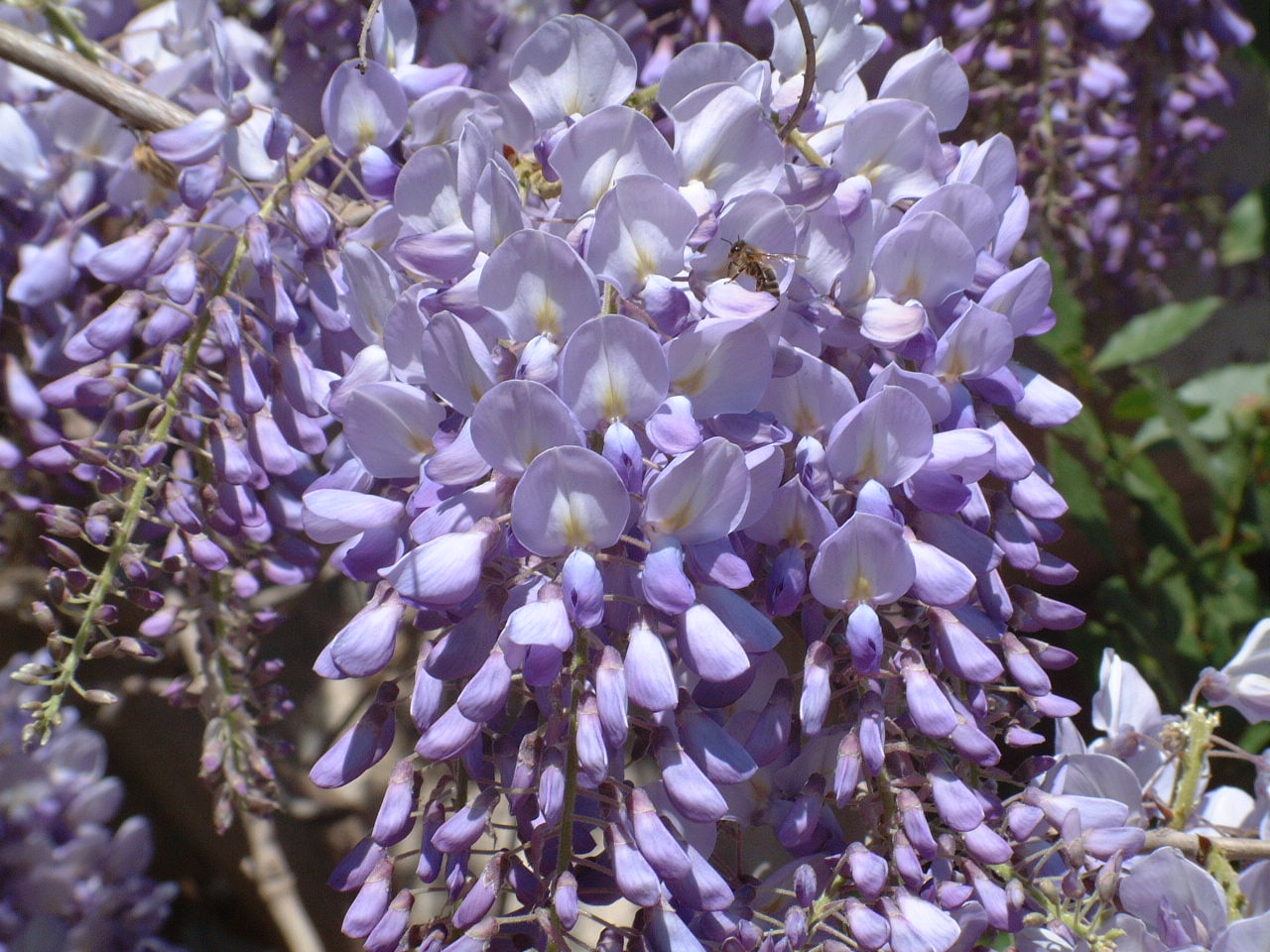 flower walk