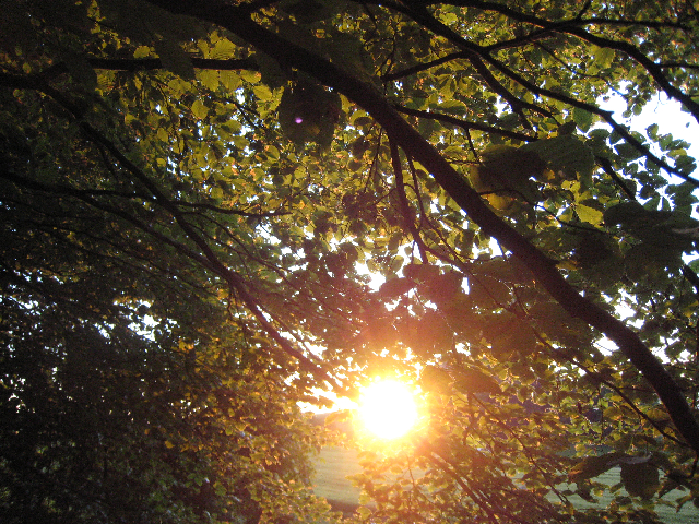 forest walk