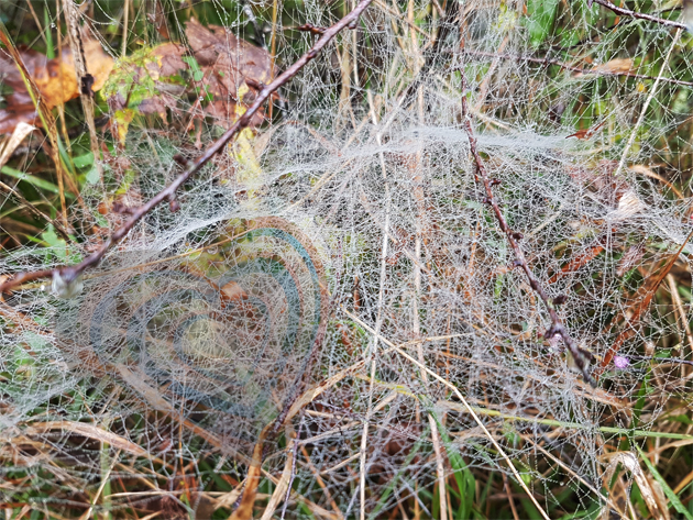 Arachnoid walk