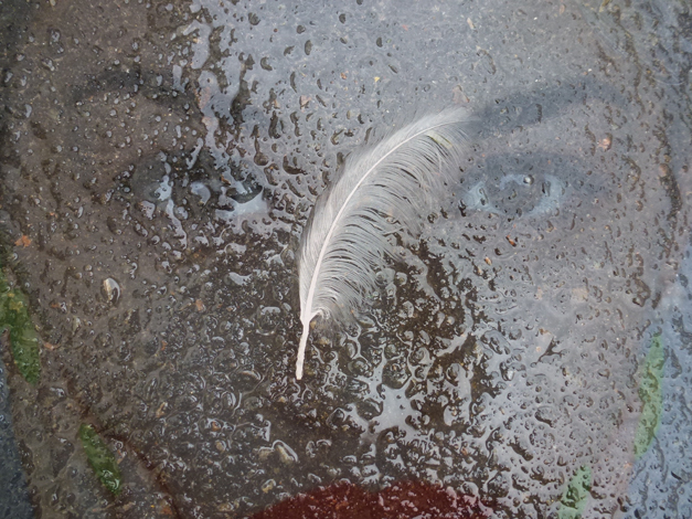 Feather walk