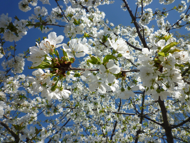 Cherry walk