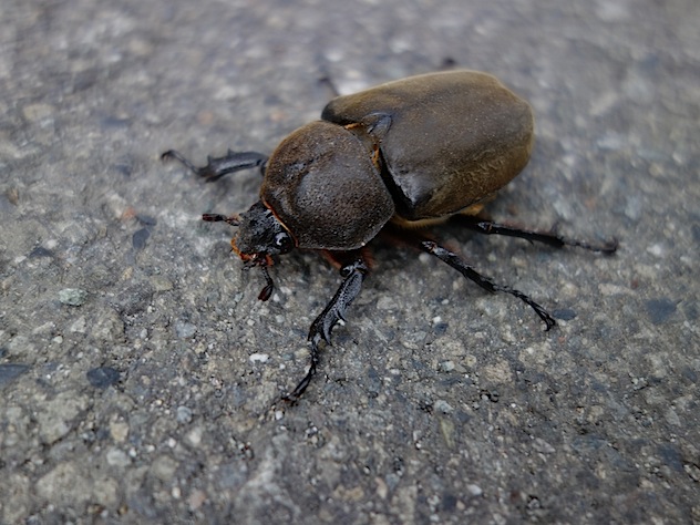 Bug walk