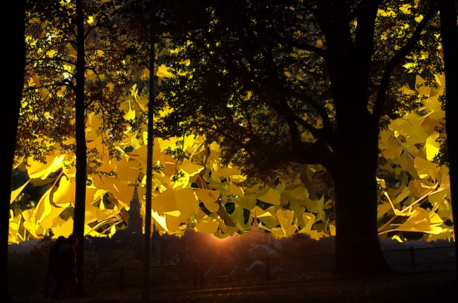 Fall walk