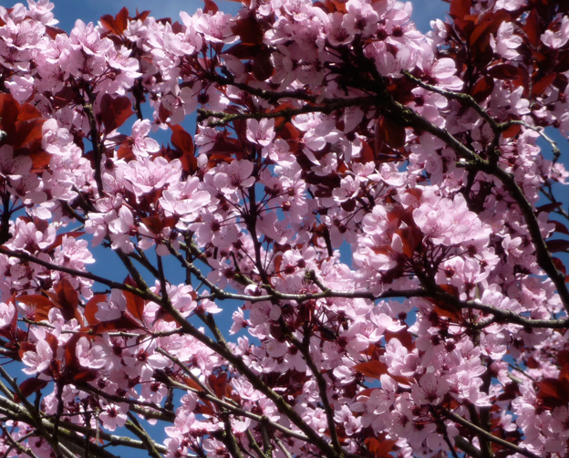 Cherry walk