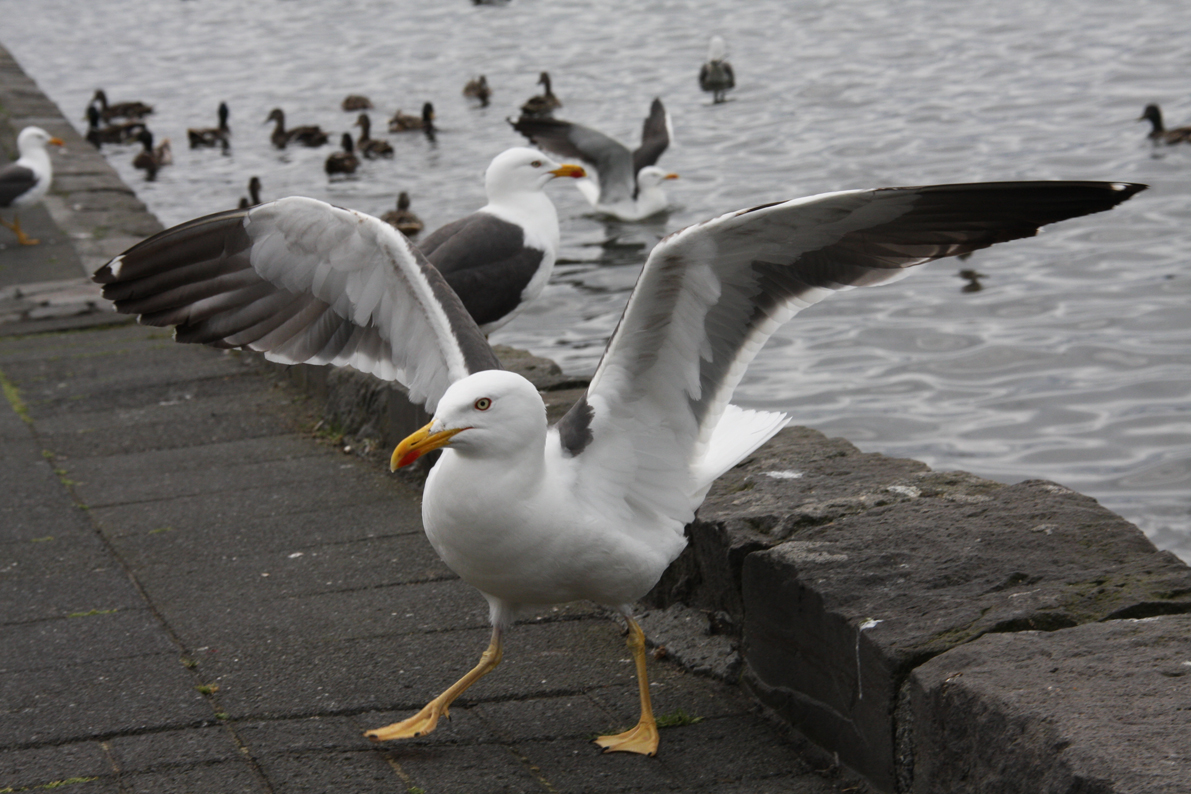 Birds walk