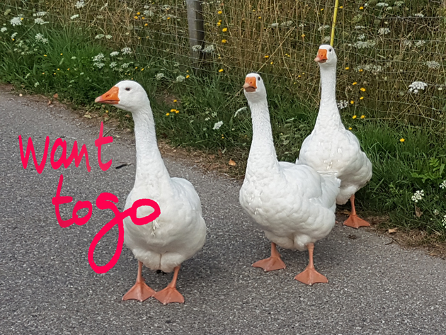Claiming walk