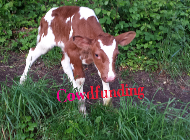 Cow walk