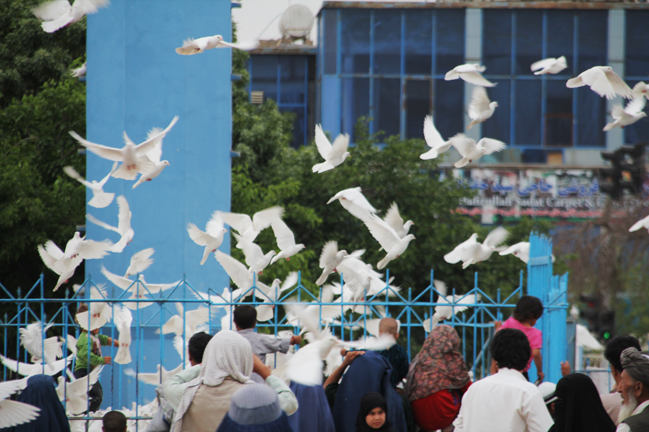Dove walk