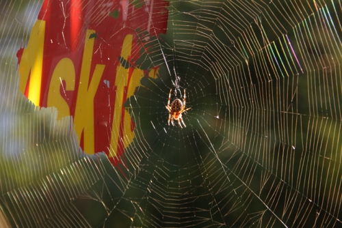 Spider walk