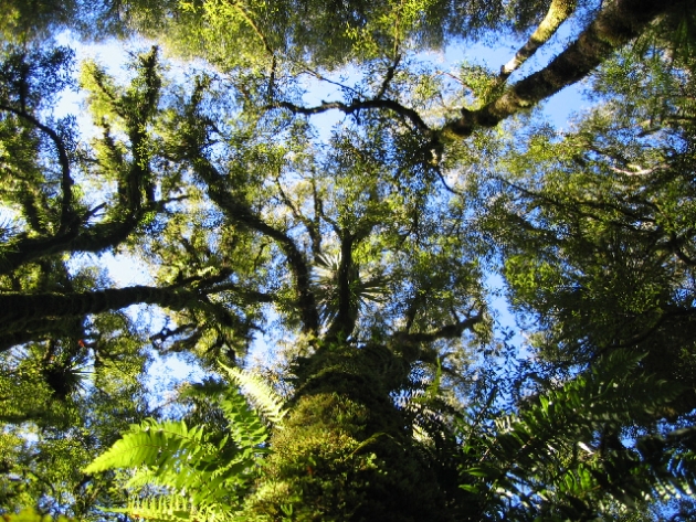 tree walk