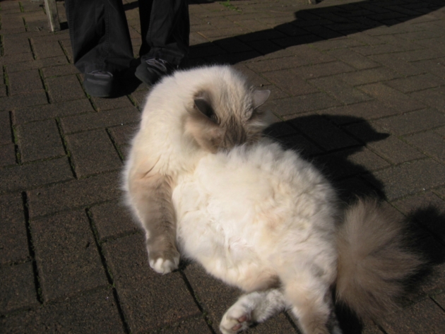 Cat walk Cat walk
