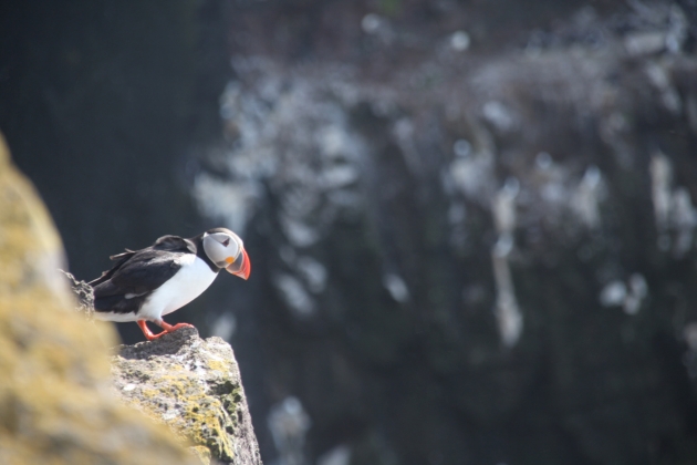Bird walk