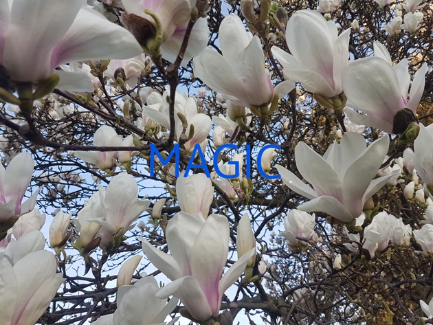 Magic walk
