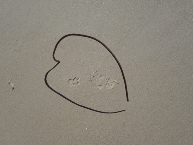 Tracing walk