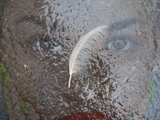 Feather walk