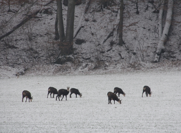 Chamois walk Chamois walk