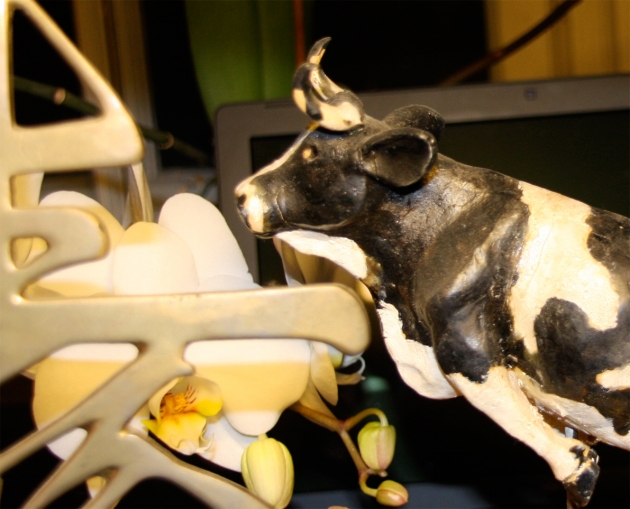 Bull walk